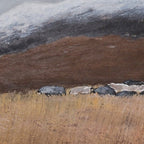 The Gaze Upon Tibet Series，27.6" × 27.6" | Original Painting by Chinese Artist | Magic Bear Art